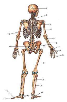 Запишите названия костям скелета