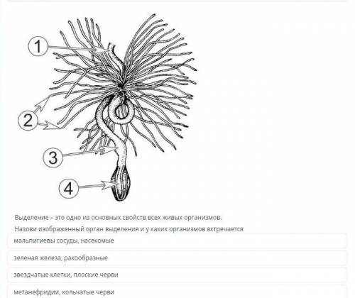 Выделение-это одно из основных свойств всех живых организмов. Назови изображённый орган выделение​