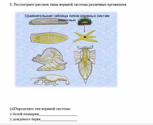 8. Рассмотрите рисунок типы нервной системы различных организмов Сравнительная таблица типов нервных