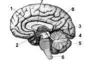 Перечислите функции, которые выполняет отдел головного мозга под цифрой 6 [1]2. Назовите отдел голо