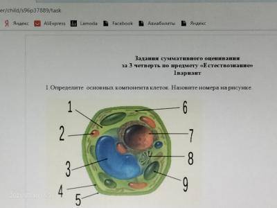 1.Определите основных компонента клеток. Назовите номера на рисунке.