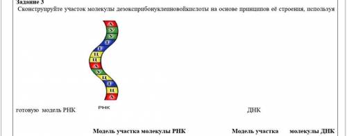 Сконструируйте участок молекулы на основе принципов её строения, используя