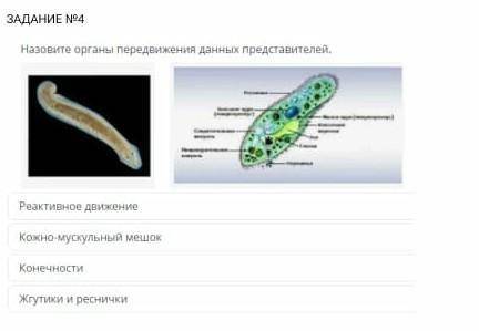 Назовите органы передвижения данных представителей.Назовите органы передвижения данных представителе