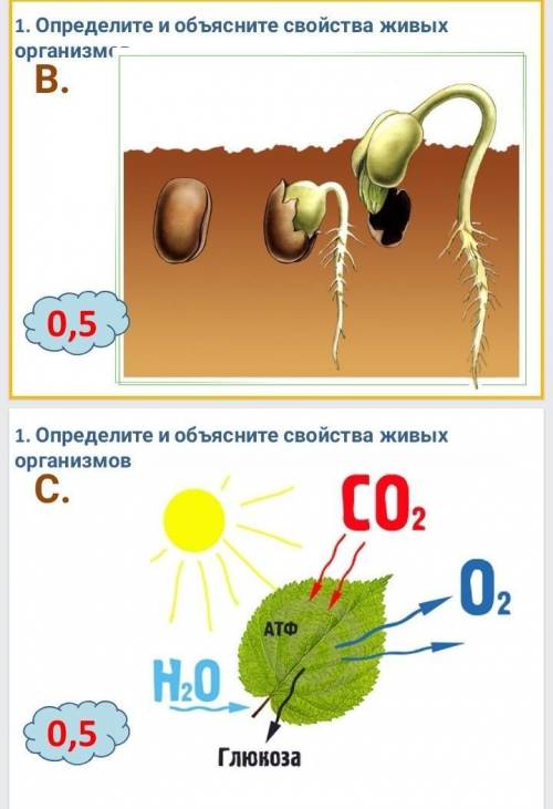 Соч по естествознанию Нужно B и C сделать​