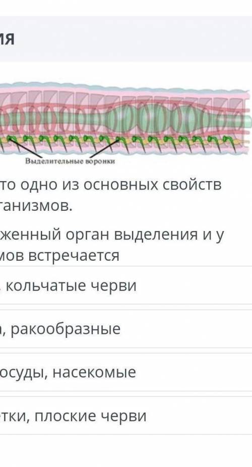 СОЧ БИОЛОГИЯ Выделение - это одно из основных свойстввсех живых организмов.Назови изображенный орган