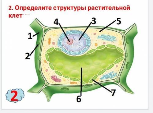 Определите структуры растительной клетки​