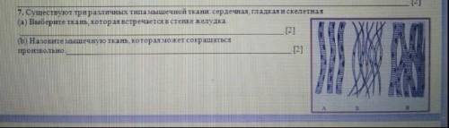 Существует три различных типа мышечной ткани : сердечная, гладкая и скелетная выбери ткань которая в