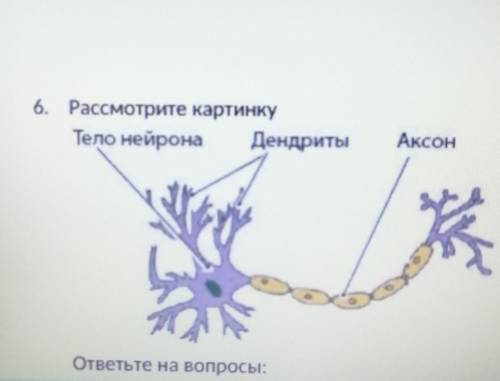 Рассмотрите картинку ответьте на вопросы Что изображено на картинке? б) роль аксона в) роль дендрита