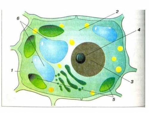 1. Рассмотрите по рисунку строение растительной клетки. Назовите структуры под №5 и запишите их функ