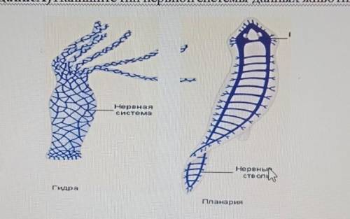 53аданиеA) Напишите тип нервной системы данных животных ​