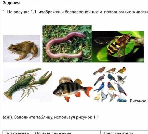 Задания1 На рисунке 1.1 изображены беспозвоночные и позвоночные животные.​