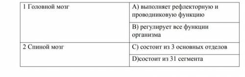 Устоновите соответствие между отделами центральной нервной системы и их характеристики ​