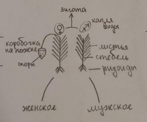 Объясните что обозначает этот рисунок! Просто мне не очень понятно​