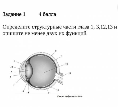 У мЕнЯ сОр! (( Определите структурные части глаза 1, 3,12,13 и опишите не менее двух их функций​