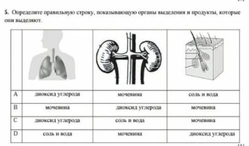 Определите правильную строку, показывающую органы выделения и продукты которые они выделяют.​