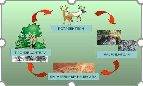 3.На рисунке представлен круговорот веществ в лесу, дайте подробную характеристику участников кругов