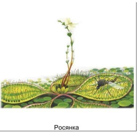 Определи тип питания Росянки. нужно.