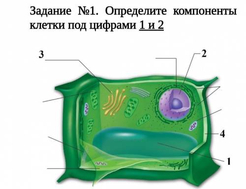 Определите компоненты клетки под цифрами 1 и 2​