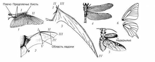 Проанализируйте рисунок, напишите, какие доказательства эволюции здесь изображены, объясните данные