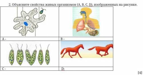 Объясните свойства живых организмов (А, В, С, D), изображенных на рисунке. ​