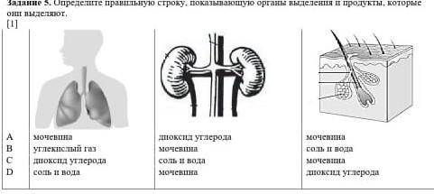 Определите правильную стороку, показывающий органы выделенные и продукты , которые они выделяют. ​