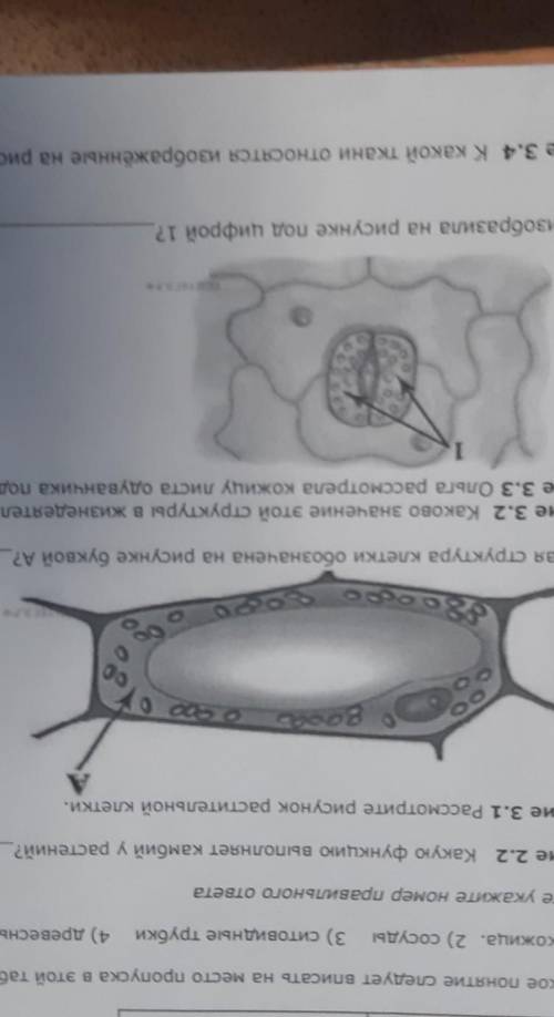 Задание 3.1 Рассмотрите рисунок растительной клетки. ВооарооооКакая структура клетки обозначена на р