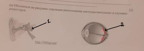 (c) Обозначьте на рисунках стрелками расположение светочувствительных и слуховых рецепторов,[2]http: