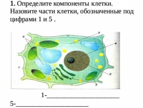 1. Определите компоненты клетки. Назовите части клетки, обозначенные под цифрами 1 и 5 .            