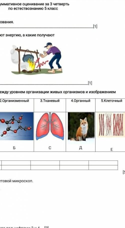 СОЧ установите соответствие между уровнем организации живых организмови изображение ​