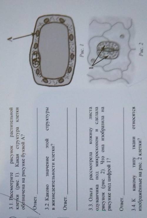3 3.1. Рассмотритерисунок растительнойклетки (рис. 1).(рис. 1). Какая структура клеткиобазначена на
