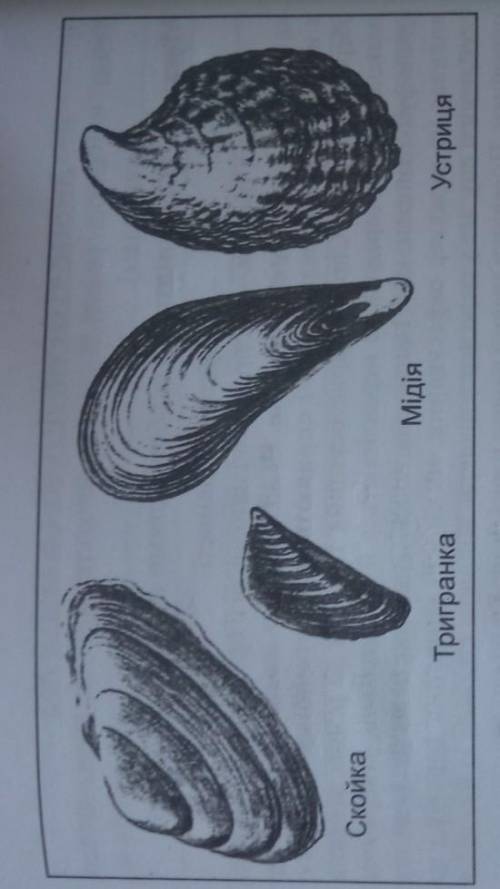 Вік двостулкових молюсків визнають за кількістю річних кілг на їх мушлях.Користуючись малюнком визна