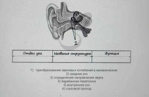 11. Рассмотрите рисунок строения уха и указанную под цифрой 1 структуру, укажите отдел уха, к которо