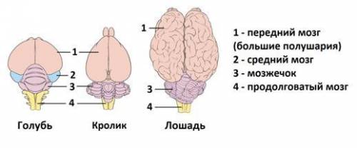 . Внимательно рассмотрите изображение головного мозга различных групп позвоночных животных. Обратите