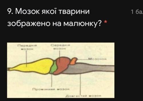 Мозок якої тварини зображений? ​