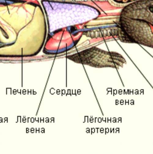 Ребзя такой вопрос посмотрите на картинку ,это опечатка или все правильно? Просто обычно Вена это си