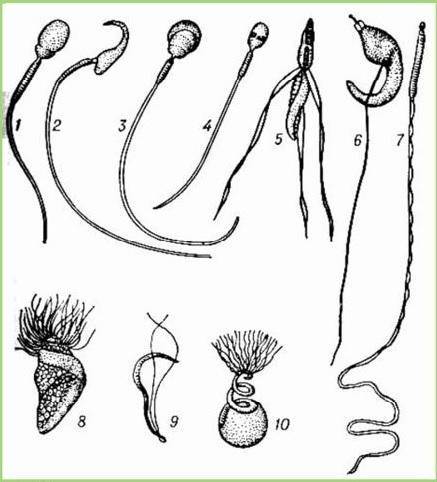 Сперматозоиды: 1 – кролика, 2 – крысы, 3 – морской свинки, 4 – человека, 5 – рака, 6 – паука, 7 – жу