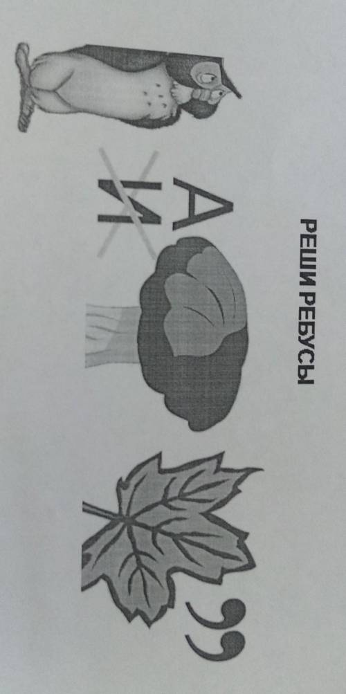 Реши ребус и сова вместо и а дерево листочек 2 буквы последние убираем в слове листочек какой как ой