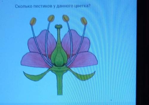 Сколько пестиков у данного цветка​