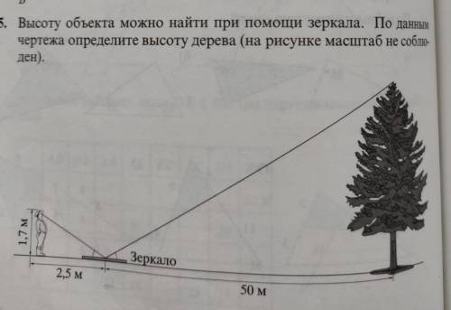 Высоту объекта можно найти при зеркала. По данным чертежа определите высоту дерева (на рисунке масшт