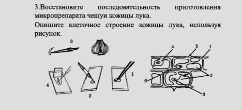 восстановите порядок приготовления микро­препарата, расположив цифры в правильной последовательность