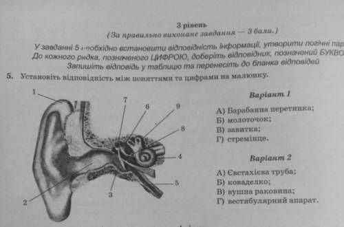 установiть вiдповiднiсть мiж поняттями та цифрами на малюнку а)барабанна перетинка б)молоточек в)зав