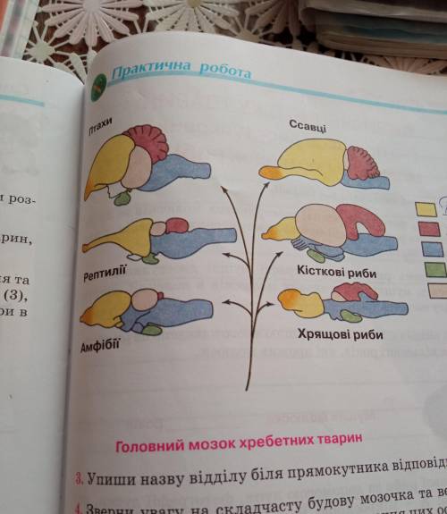 Розпізнай на малюнку відділ головного мозку хребетних тварин яким позначено певним кольором : півкул