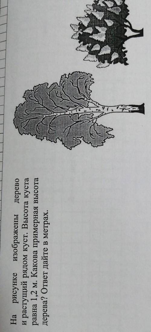 ((( Haрисунке изображены деревои растущий рядом куст. Высота кустаравна 1,2 м. Какова примерная высо