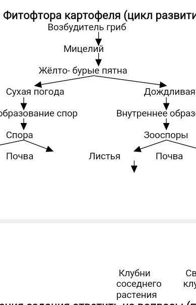 Представителей класса Зигомицеты на примере Мукора (Mucor mucedo).Схематично представить цикл его ра