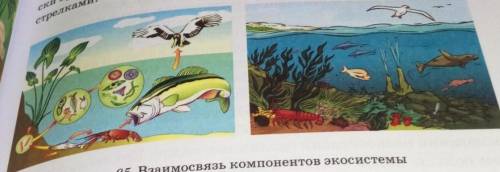 ЗАДАНИЯ: 1. Учебник стр 125 рисунок 85.A) на рисунке найдите продуценты, консументы, редуценты - нап