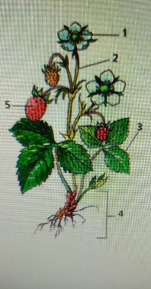 Зарисуйте части цветка и подпишите их названия​