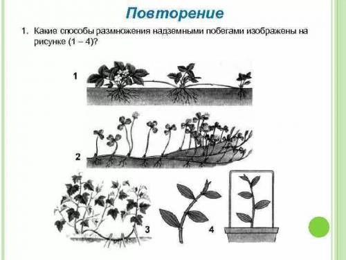 Рассмотрите рисунок и ответьте на вопросы: Какие размножения надземными побегами изображены на рисун