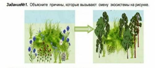 Объясните причины, которые вызывают смену экосистемы на рисунке.​