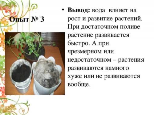 На основании опыта сделай вывод как полив влияет на скорость роста и жизнедеятельность нарциссов