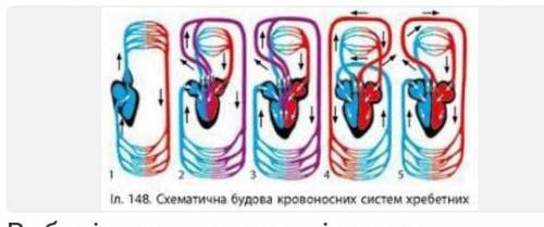 Виберіть представників,кому притаманна кровоносна система під номером 4? ДО ІТЬ! варіанти відповідей